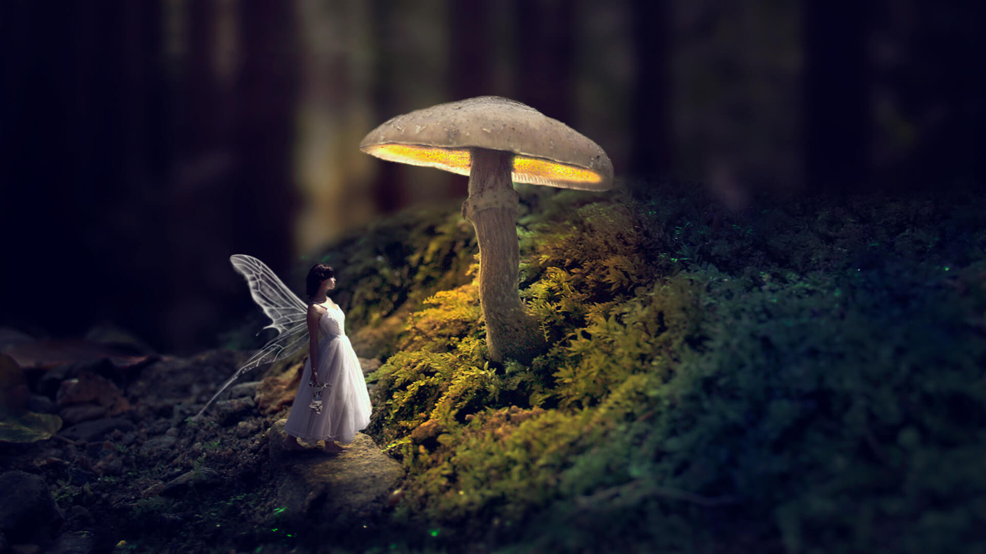 L'Elfe et le Champignon Magique